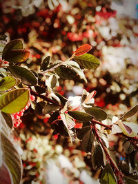 Close-up of flowering plant on tree