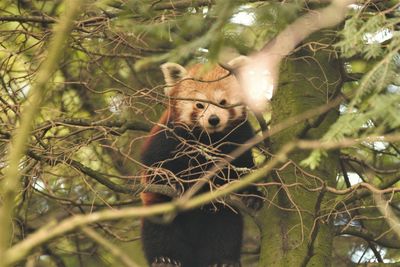 Portrait of squirrel on tree