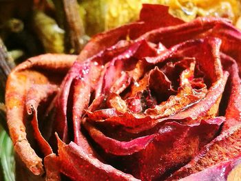 Close up of red flower