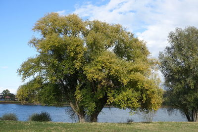 Trees by lake against sky