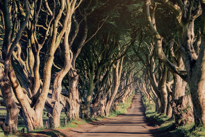 Trees in forest