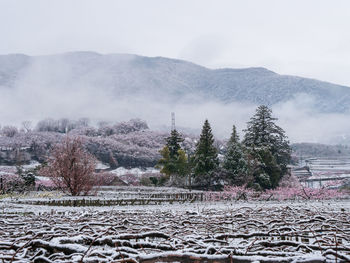 Trees on field against sky during winter