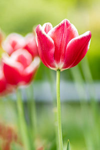 Close-up of red tulip