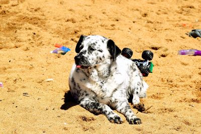 Dog relaxing on sandy beach