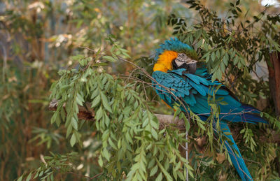 Close-up of bird perching on branch