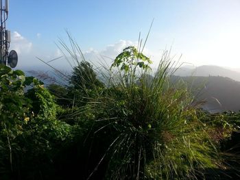 View of plants growing on landscape