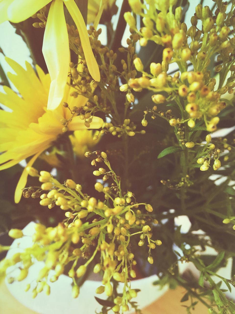 CLOSE-UP OF YELLOW FLOWER TREE