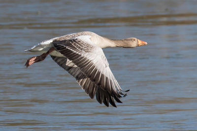 Bird in water