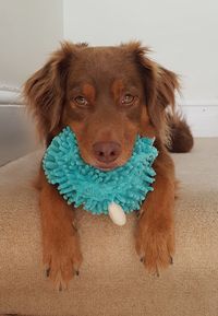 Portrait of puppy with toy at home