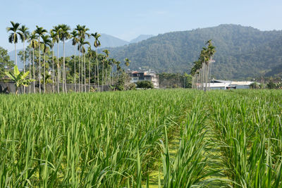 Scenic view of agricultural field against sky