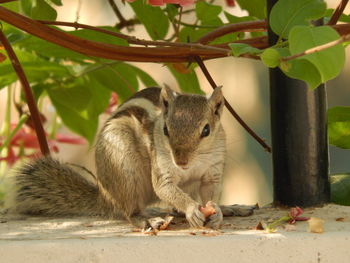 View of squirrel eating his food 