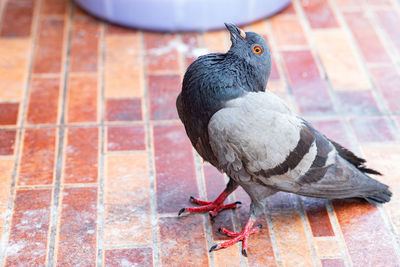 High angle view of pigeon perching on floor