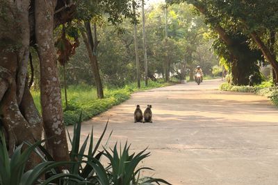 Man riding motorcycle towards monkeys on road