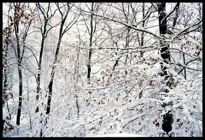 Trees on snow covered tree