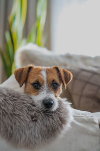 Close-up portrait of dog