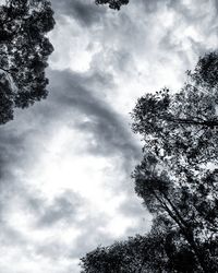 Low angle view of trees against sky