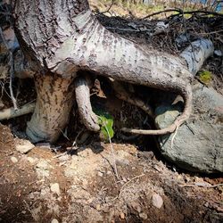 Close-up of tree trunk on field