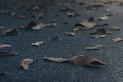 High angle view of dry leaves on land