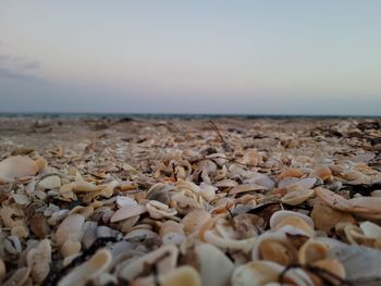 Close-up of shells on beach against sky