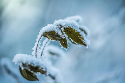 Close-up of snow covered leaves