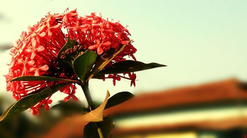 Close-up of red rose blooming in park