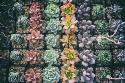 Full frame shot of succulent plants