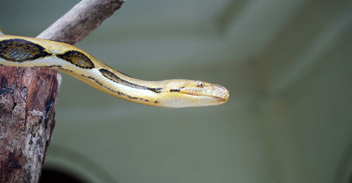 Snake coiled on tree trunk in selective focus