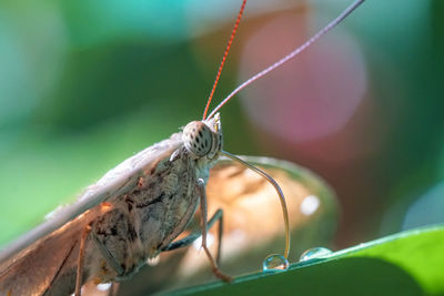 Close-up of butterfly on leaf