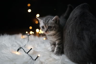 Close-up portrait of kitten