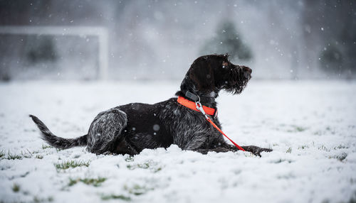 Black dog in snow