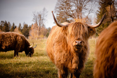 Portrait of cow standing on field