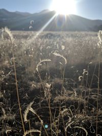 Scenic view of field against bright sun