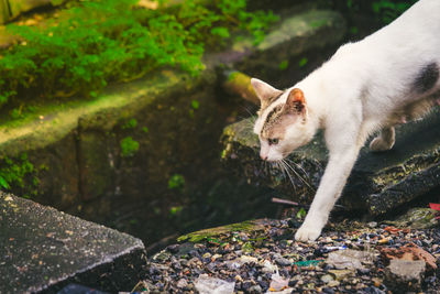 View of a cat