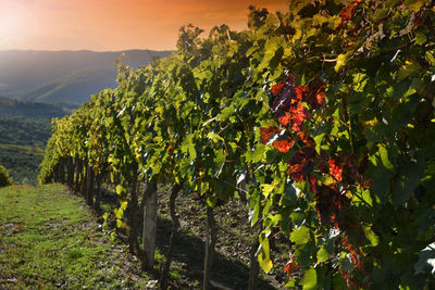 Vineyard growing on field against sky