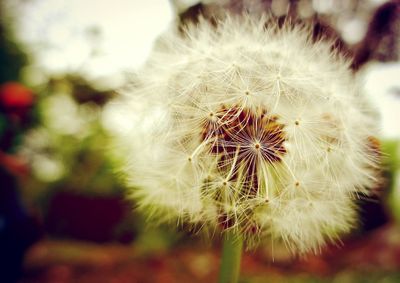 Close-up of dandelion