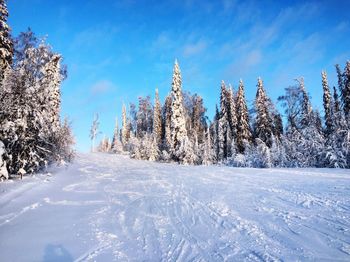 Trees on snow covered landscape against sky