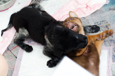 High angle view of black cat lying on bed