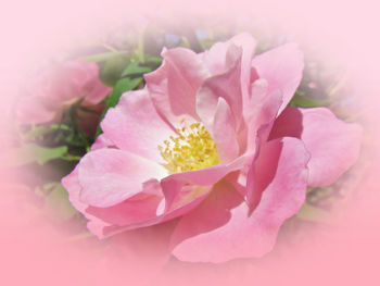 Close-up of pink rose