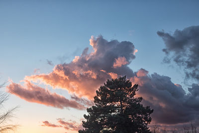 Low angle view of silhouette trees against sky during sunset