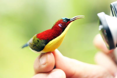 Close-up of hand holding bird