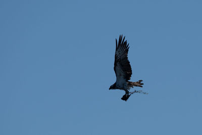 Low angle view of eagle flying in sky