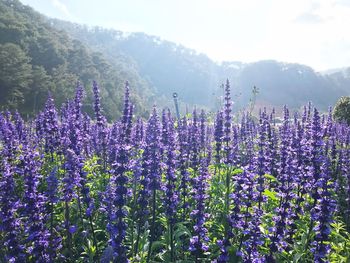 Purple flowering plants on field against sky