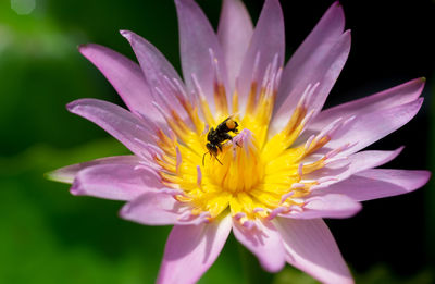 Close-up of bee pollinating flower