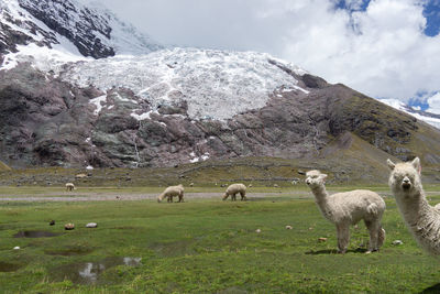 Ausangate trek, alpaca, lake, glacier