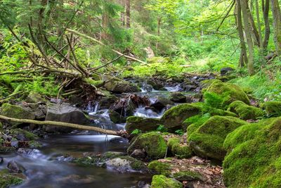 Stream flowing through rocks in forest