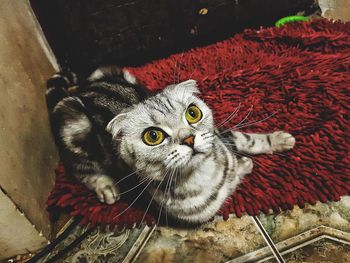 Close-up of cat on carpet at floor