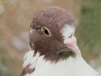 Close-up of a bird
