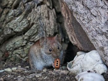 Close-up of mouse on rock