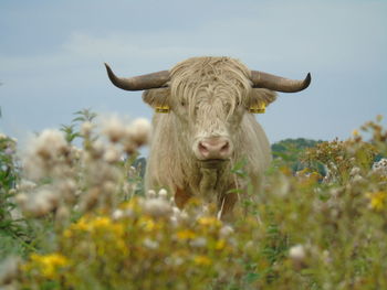 Low angle view of cow on field against sky