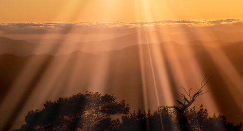 Low angle view of sunlight streaming through silhouette trees